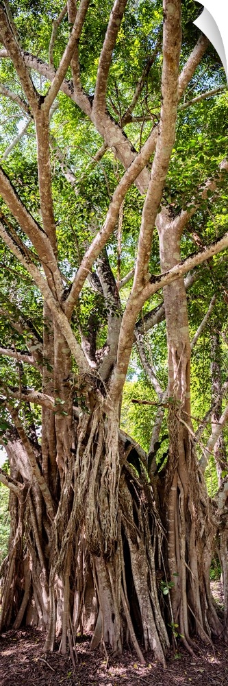 Panoramic photograph of old, tall trees in the Jungles of Mexico. From the Viva Mexico Panoramic Collection.