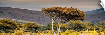 Lone Acacia Tree II