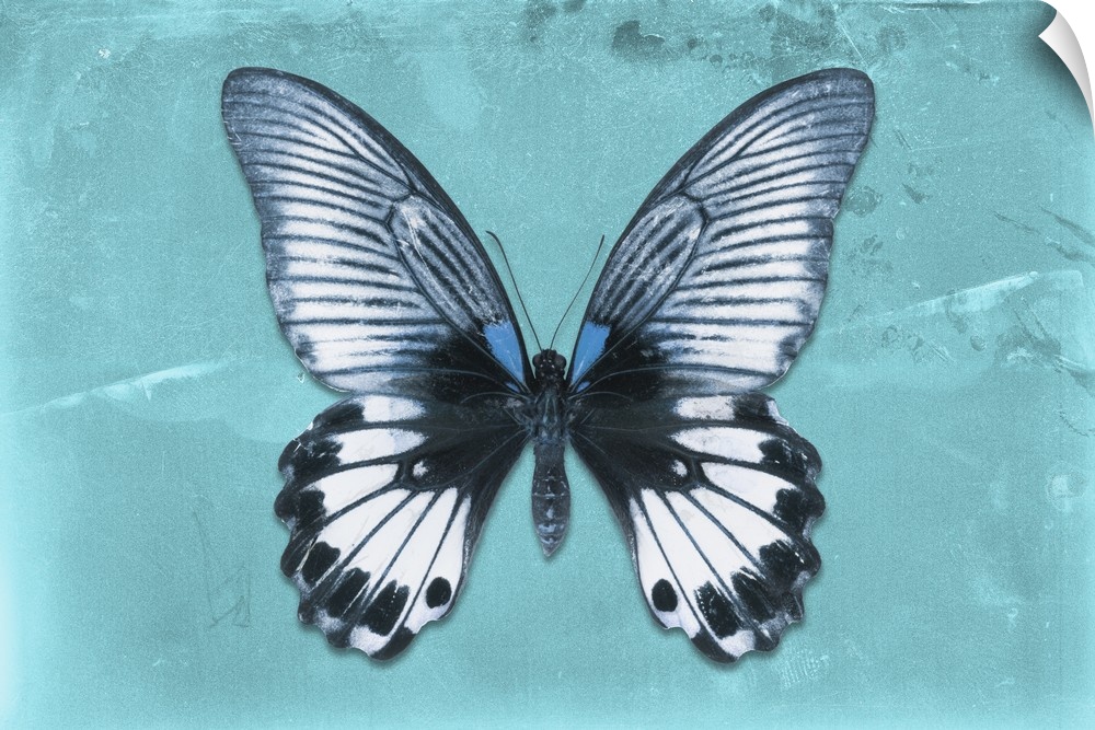Photograph of a butterfly on a blue sparkly background.