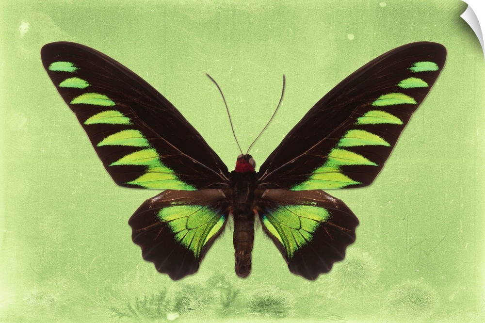 Photograph of a butterfly on a lime green sparkly background.