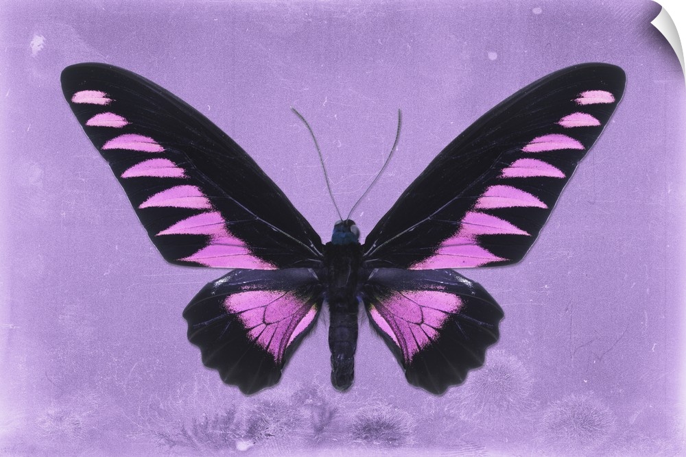 Photograph of a butterfly on a purple sparkly background.