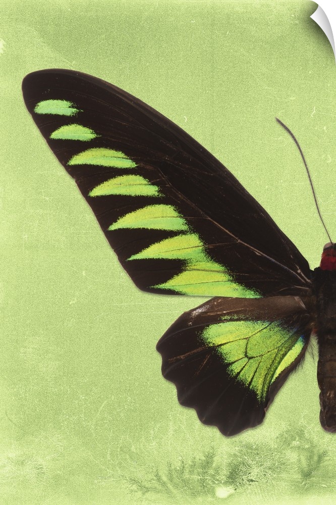 Half of a butterfly on a lime green sparkly background.