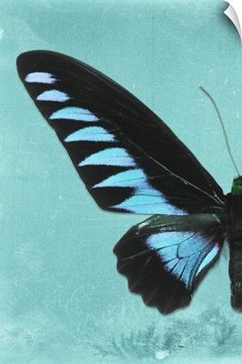 Miss Butterfly Brookiana Profil - Turquoise