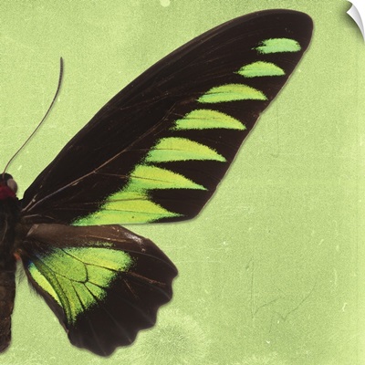 Miss Butterfly Brookiana Sq - Lime Green