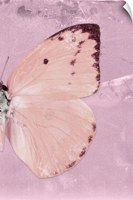 Miss Butterfly Catopsilia Profil - Pale Violet