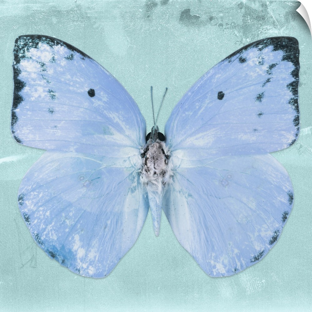 Square photograph of a butterfly on a blue sparkly background.