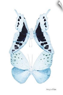 Miss Butterfly Duo Cloanthaea Ii - X-Ray White Edition