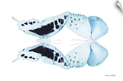 Miss Butterfly Duo Cloanthaea - X-Ray White Edition