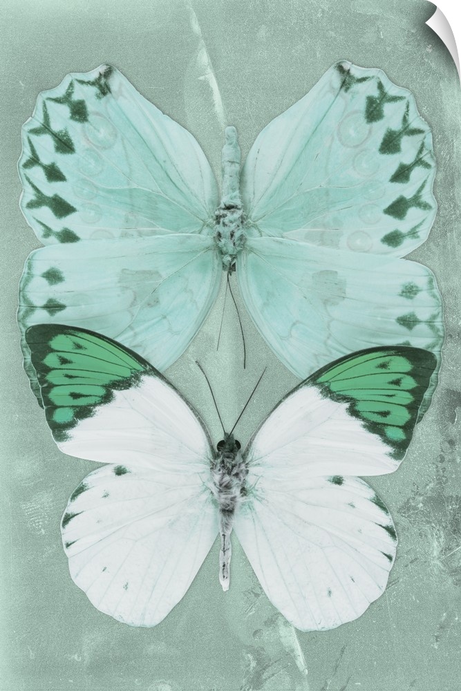 Two butterflies overlaid on a coral green sparkly background.