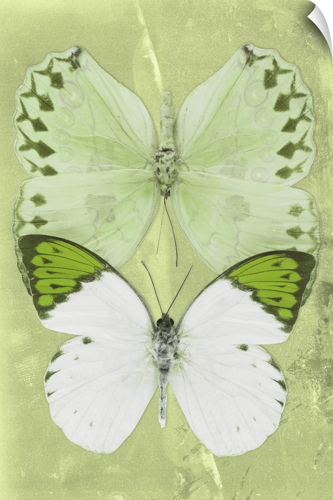 Two butterflies overlaid on a lime green sparkly background.