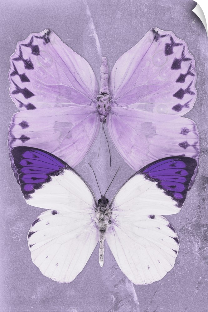 Two butterflies overlaid on a purple sparkly background.