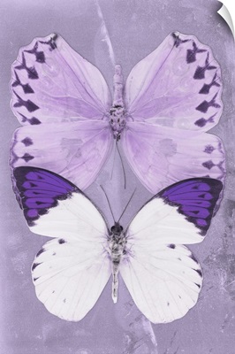 Miss Butterfly Duo Formoia Ii - Mauve