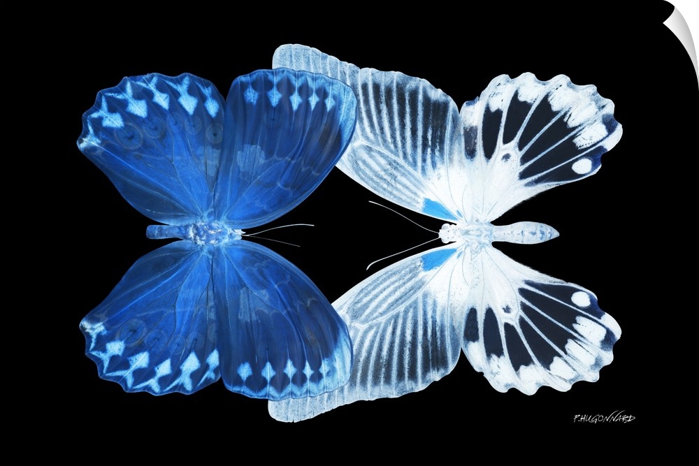 Exclusive collection Miss Butterfly X-RAY. It is an astonishing series of X-ray photographs of exotic butterflies, in meta...
