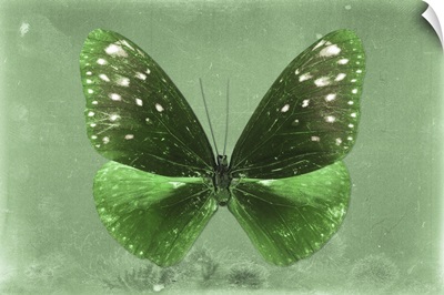 Miss Butterfly Euploea - Green