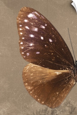 Miss Butterfly Euploea Profil - Caramel