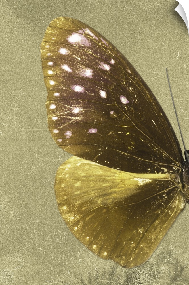 Half of a butterfly on a gold sparkly background.