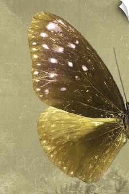 Miss Butterfly Euploea Profil - Gold