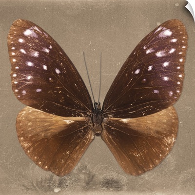 Miss Butterfly Euploea Sq - Caramel