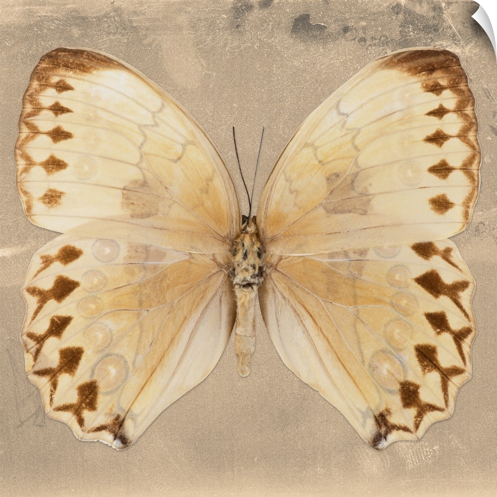 Square photograph of a butterfly on a beige sparkly background.