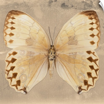Miss Butterfly Formosana Sq - Dark Beige
