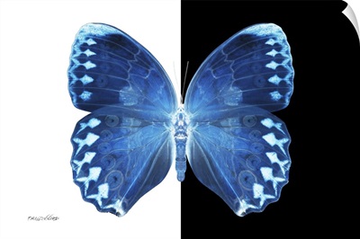 Miss Butterfly Formosana - X-Ray B