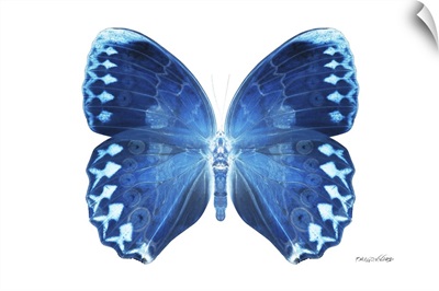 Miss Butterfly Formosana - X-Ray White Edition