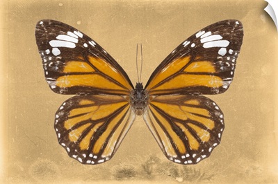 Miss Butterfly Genutia - Honey