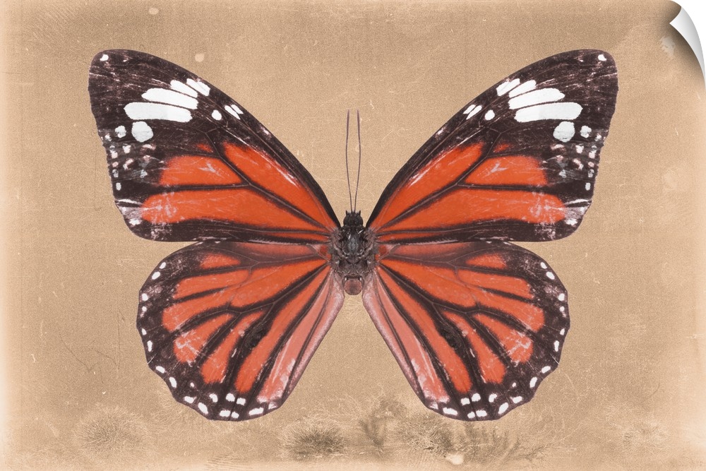 Photograph of a butterfly on an orange sparkly background.