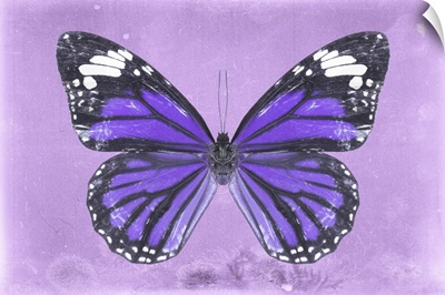 Miss Butterfly Genutia - Purple