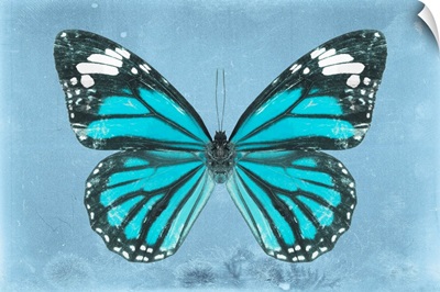 Miss Butterfly Genutia - Turquoise