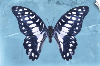 Miss Butterfly Graphium - Blue
