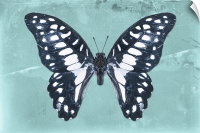 Miss Butterfly Graphium - Turquoise