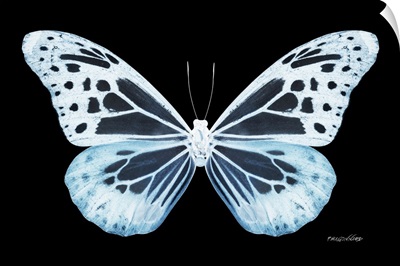 Miss Butterfly Melaneus - X-Ray Black Edition