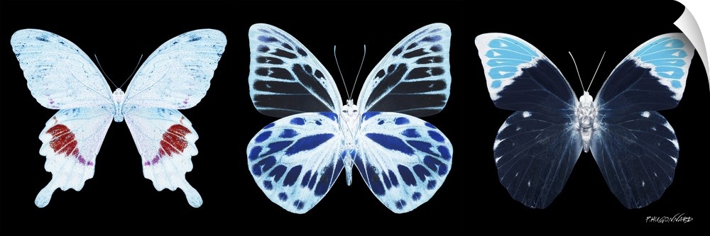 Exclusive collection Miss Butterfly X-RAY. It is an astonishing series of X-ray photographs of exotic butterflies, in meta...