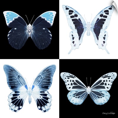 Miss Butterfly X-Ray Square Ii