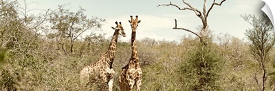 Pair of Giraffes II