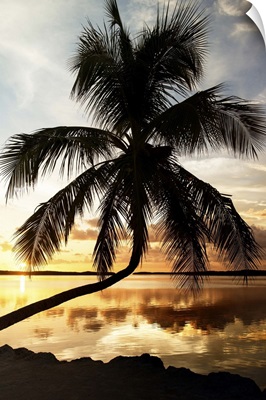 Palm Paradise at Sunset