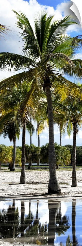 Tropical palm trees on the beach in Miami, Florida.