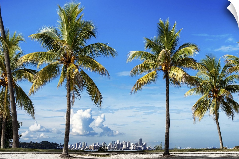 Several palm trees on the coast with the city of Miami in the distance.