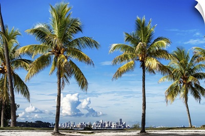 Palm Trees overlooking Downtown Miami