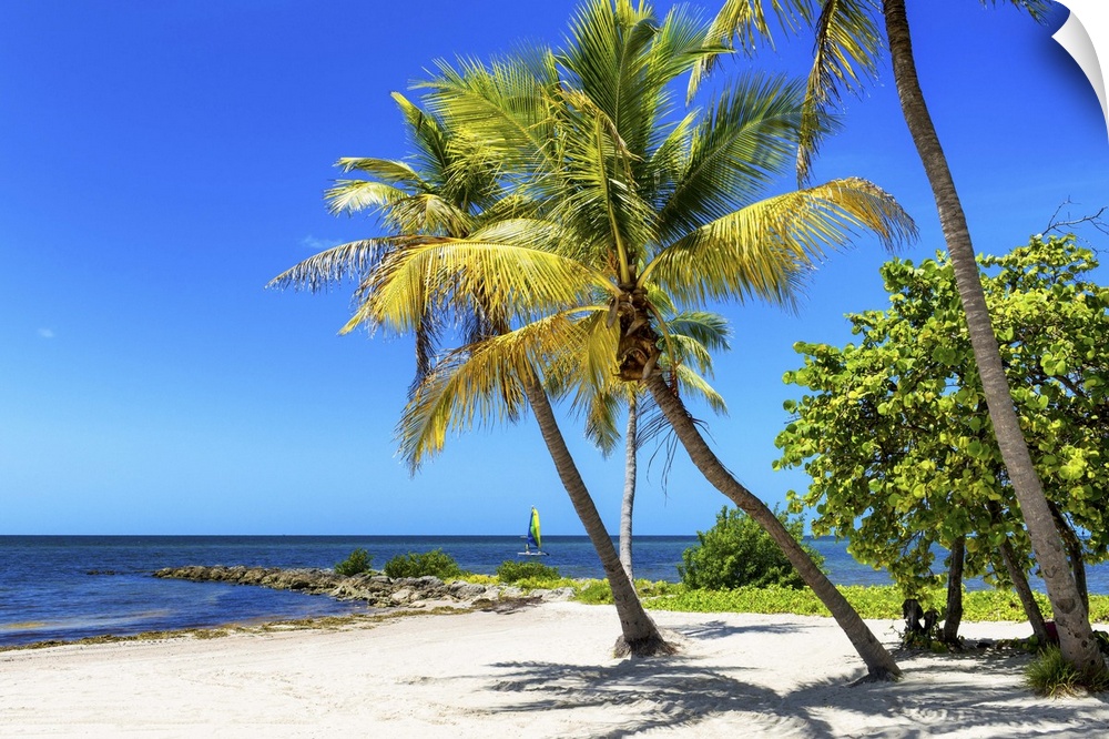 Leafy palm trees over a sandy beach on a clear day, Florida.