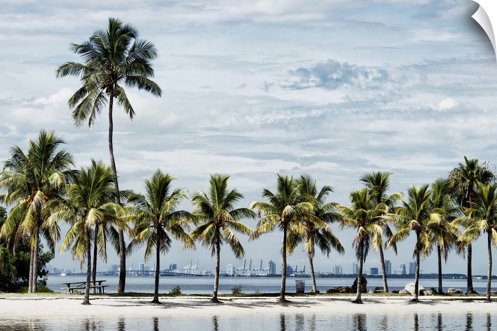 A row of palm trees on the tropical beach in Miami.