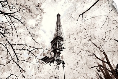 Paris Winter White Collection - Between two trees