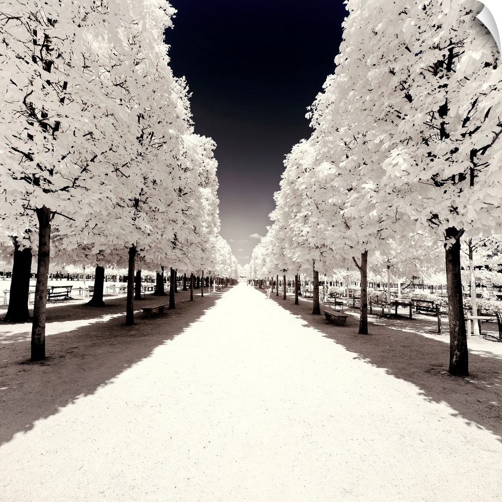 It's a winter landscape with a symmetrical tree alley in the Tuileries garden in Paris. The trees have white leaves froste...