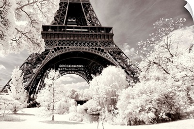 Paris Winter White Collection - Frozen Trees