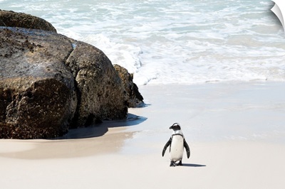 Penguin at Boulders Beach II