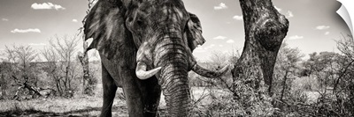 Portrait of African Elephant in Savannah III Black and White
