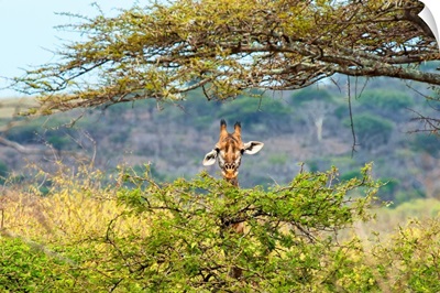 Portrait of Giraffe Peering through Tree