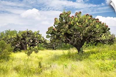 Prickly Pear Cactus II