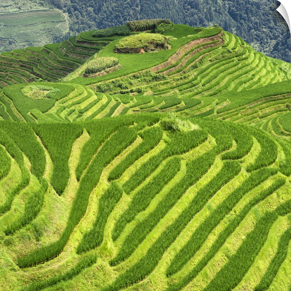 Rice Terraces, Longsheng Ping'an, Guangxi, China 10MKm2 Collection.